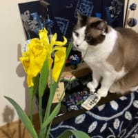 黄菖蒲（キショウブ）