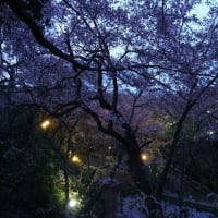 「春の四重奏」と高遠コヒガンザクラの夜桜ライトアップ