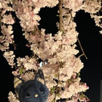 おしらせ