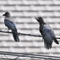 ハシブトガラスの幼鳥　親鳥が幼鳥の独り立ちを促す　落ち込む幼鳥