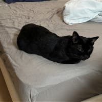 続ｗ　前門のとら？、後門のおおかみ？ｗ