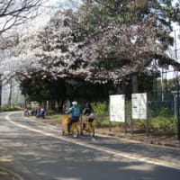 目黒でお花見2016(2)駒沢オリンピック公園と呑川緑道