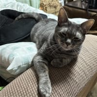 続ｗ　前門のとら？、後門のおおかみ？ｗ