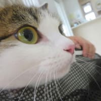 お花摘み