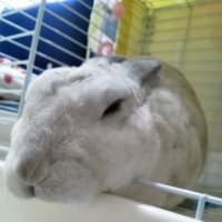 モフモフ、引っ越す。