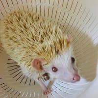 10月26日　シオちゃん☆彡お星さまになりました