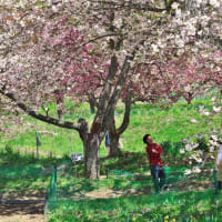 高遠町　花の丘公園の八重桜　其の1（2025年04月29日　火　☀）