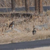 めっきり減った、来なくなった鳥たち