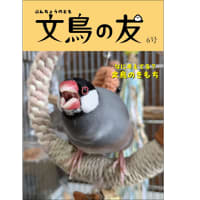 文鳥の友６号　通販について