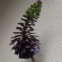 黒法師の花
