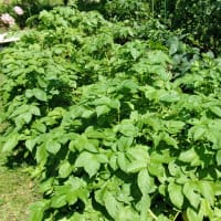 天地有情の世界観を取り戻そうーー虫との共生