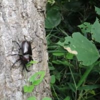 クマゼミの鳴き声が少し衰えたかな。