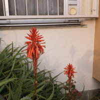 真っ赤なアロエの花