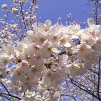 染井吉野桜