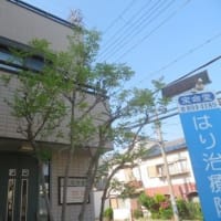 シンボルツリーのトネリコも、綺麗に剪定してもらいました。