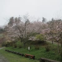 春の雨