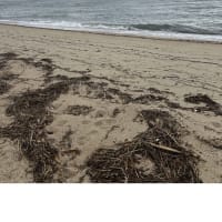 今日の虹ヶ浜