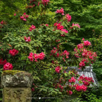 紅咲く道【明月院通り】道程の別の場所でも美しい赤が