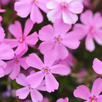 芝桜満開