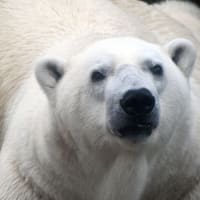 ホッキョクグマの剥製に触れます - たのしく くらそう ホッキョクグマの剥製に触れます - たのしく くらそう