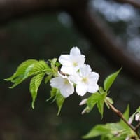 大島桜開花