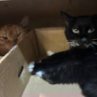 看板猫のいるお店で猫飲み (2506-4)