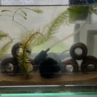 水槽の掃除