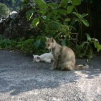熱川温泉あたり・・・
