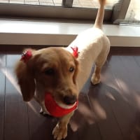 わたしにも お年玉♪