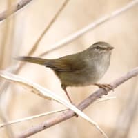 もう６月半ばなのに、朝ウグイスの鳴き声が聞こえます