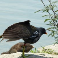 バンの幼鳥