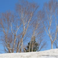 八幡平アスピーテラインの雪の回廊