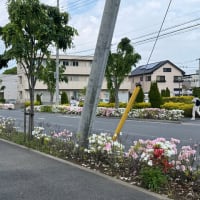 街路樹のツツジが綺麗