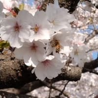 桜見物に最適の日