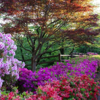 新緑輝くつつじの丘