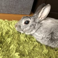 はうちゃん病院へ・余命宣告