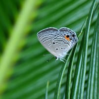 自宅近くのクロマダラソテツシジミ