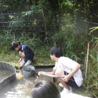 木槿（ムクゲ）の花が見頃です