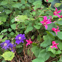 📚傷痕のメッセージ＆庭の花