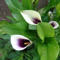 庭の花