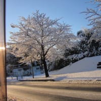 雪道、雪の桜花