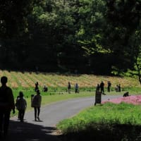 武蔵丘陵森林公園のポピー2025