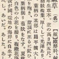 【注意喚起】カンゾウは明日葉です