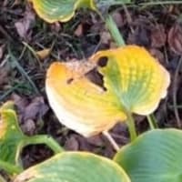 山桜の根元