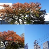 11月14日(水)今日の北川桜