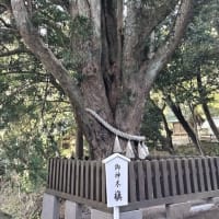 安房神社の槙