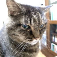 猫背