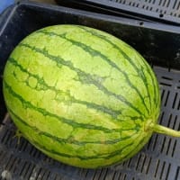 🍉初収穫