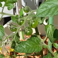 プチトマト脇芽植え