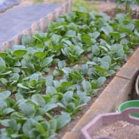 菜園は水不足で成長が遅いですね
